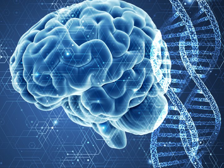 Gehirn und DNA (Bild virtuell angemutet) 