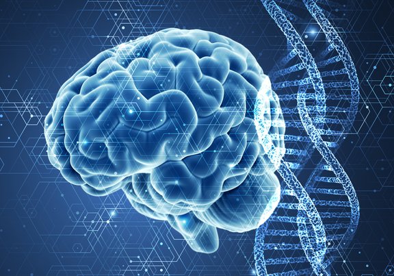 Gehirn und DNA (Bild virtuell angemutet) 