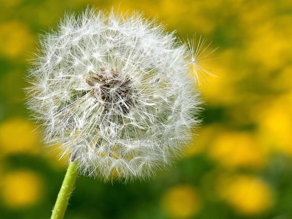 L&ouml;wenzahnwiese mit einer Pusteblume