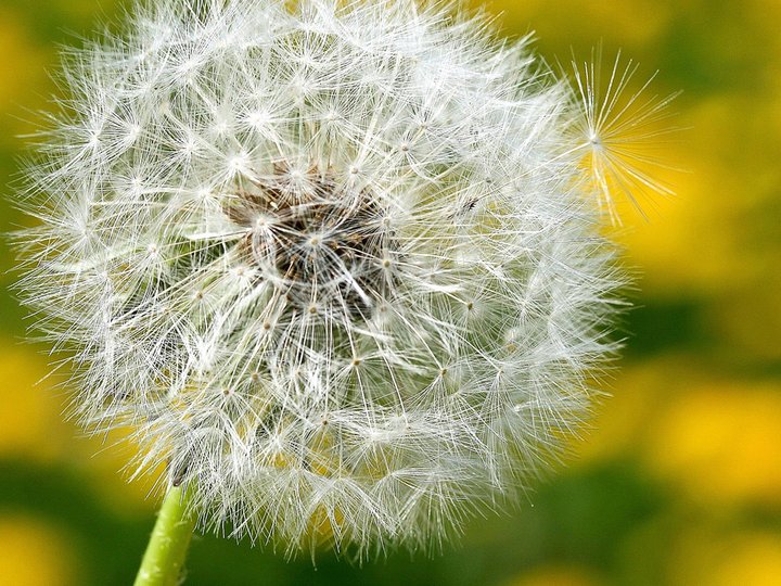 Löwenzahnwiese mit einer Pusteblume