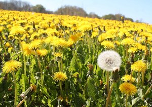 Löwenzahnwiese mit einer Pusteblume