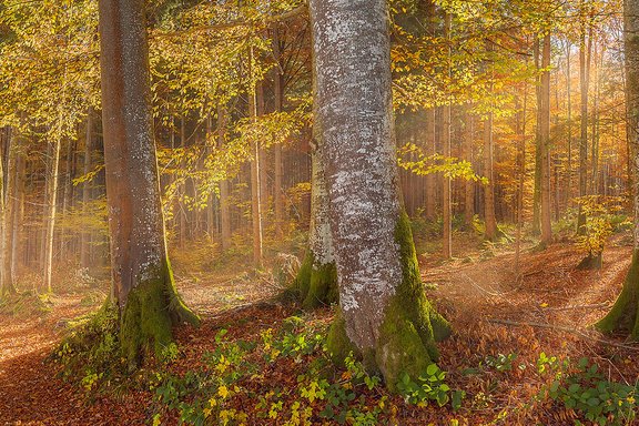 Ein mit Sonnenlicht durchfluteter gelb-grün-rötlich gefärbter Herbstwald