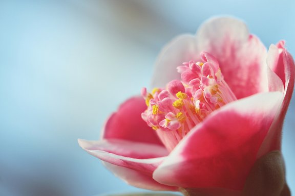 Rosa Blüte mit gelben Pollen