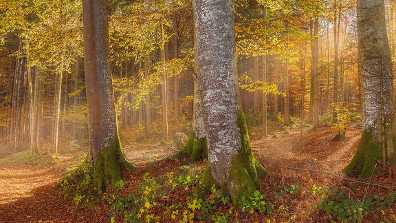 Herbstwald