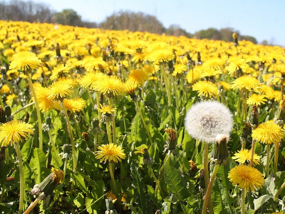 L&ouml;wenzahnwiese mit einer Pusteblume