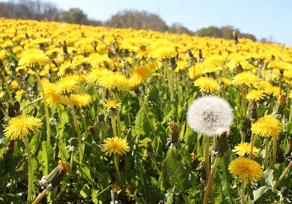 Löwenzahnwiese mit einer Pusteblume