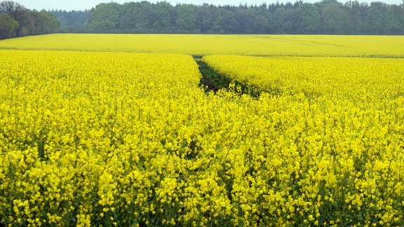 Gelbes Rapsfeld mit Wald und blauem Himmel im Hintergrund