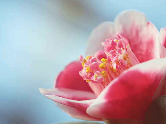Rosa Blüte mit gelben Pollen