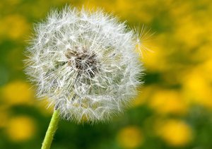 Löwenzahnwiese unscharf im Hintergrund mit einer Pusteblume im Vordergrund
