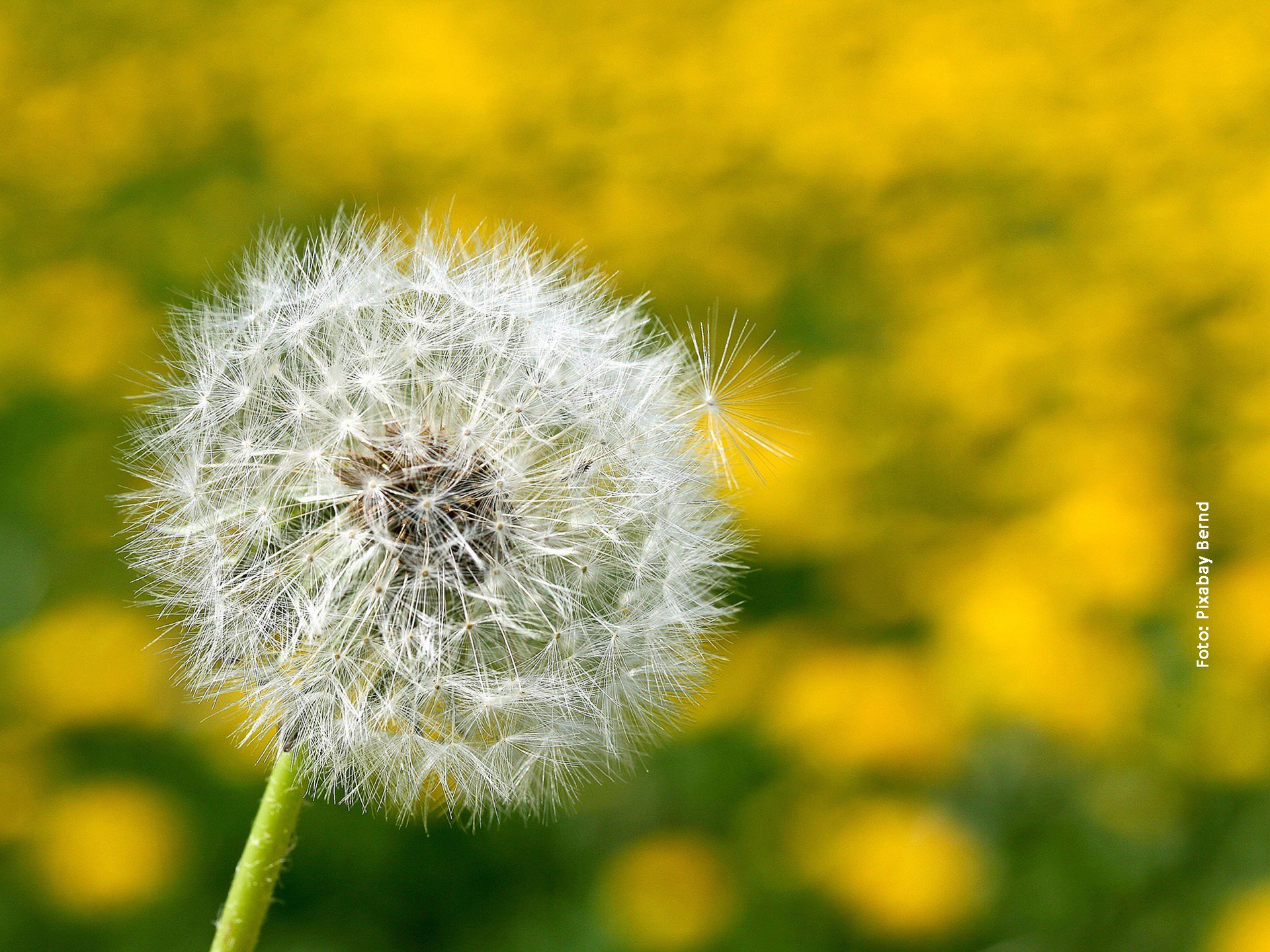 Löwenzahnwiese mit einer Pusteblume Löwenzahnwiese mit einer Pusteblume